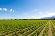 Agriculture Fertile Field of Organic Crops
