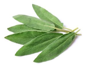 Poster - Sage leaves herbs