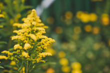 The Plant Goldenrod In Bloom 5135.