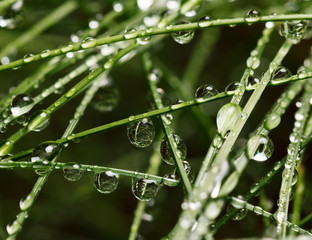 Wall Mural - Grass and drops