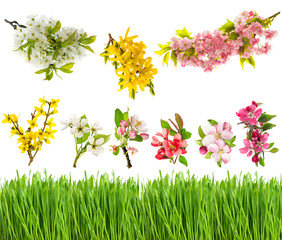 Wall Mural - spring blossoms and fresh green grass closeup