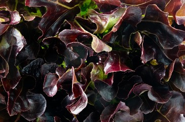 Wall Mural - Close Up of Red Oak Leaves Lettuce Background