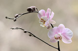 Fototapeta Storczyk - Storczyk - Orchidea