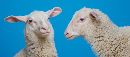 Wall Mural - lamb  - portrait on a blue background