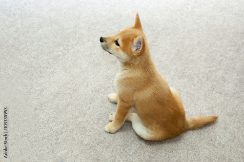 お座りしている柴犬の子犬 横から Stock Photo Adobe Stock