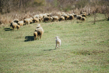 little lamb running to the herd of sheep on a green meadow in mo