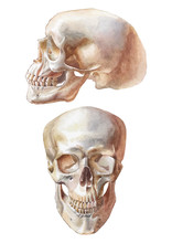 Illustration With Two Skulls