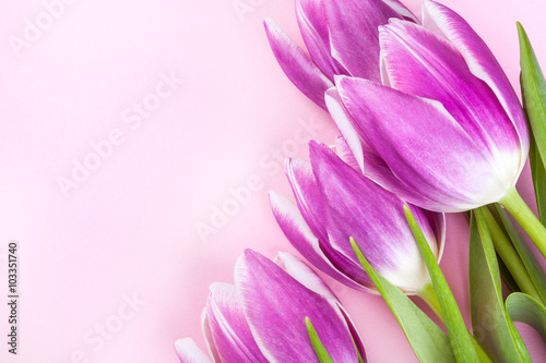 Obraz w ramie Purple tulips on pink background