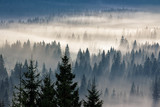 Fototapeta Fototapeta las, drzewa - coniferous forest in foggy mountains