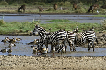 Wall Mural - Zebra in the savannah