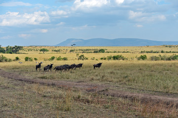 Wall Mural - Wildebeest in the savannah