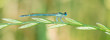 Libelle Dragonfly - Blaue Federlibelle - Platycnemis pennipes - Männchen