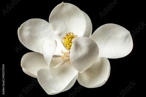 Fotografía Magnolia de flores blancas Magnolias florales flores de árboles