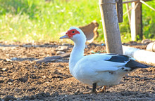 The White Muscovy In Nature ,Thailand