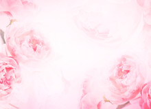 The Sweet Pink Rose Flowers For Love Romance Background