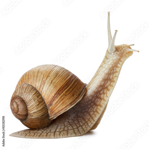 slimak-z-muszla-na-bialym-tle