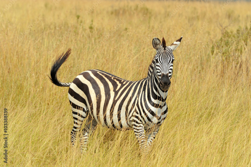 Zebra on grassland in Africa
