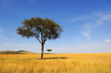 Fototapeta Sawanna - Landscape with tree in Africa