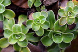 Fototapeta  - Strauß-Steinbrech Saxifraga cotyledon Rosetten