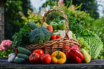 Wall Mural - Wicker basket with assorted raw organic vegetables in the garden