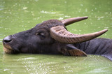 Fototapeta Zwierzęta - Bawół indyjski pływający w stawie