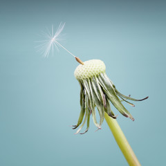 A dandelion with only one seedling left on a soft blue backgroun