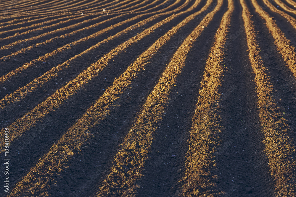 Furrows rows in a plowed field prepared for planting potatoes crops in spring. - obrazy, fototapety, plakaty 