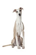 The Whippet dog