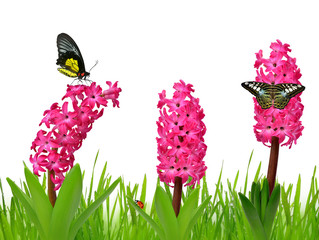 Wall Mural - Hyacinth with butterflies in green grass on white background