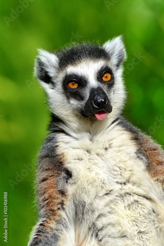Portrait of a ring-tailed lemur (Lemur catta) Poster