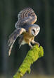 Barn owl taking off from mossy perch, open wings, with clean background, Czech republic, Europe