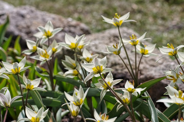 Poster - Wildtulpe Tulipa turkestanica - wild tulip Tulipa turkestanica