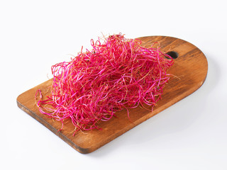 Canvas Print - Beetroot sprouts