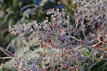 Poster - Heiliger Bambus - heavenly bamboo in winter