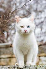 White Cat With Different Colored Eyes - Vertical Orientation