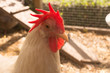 Portrait of white broiler rooster on summertime