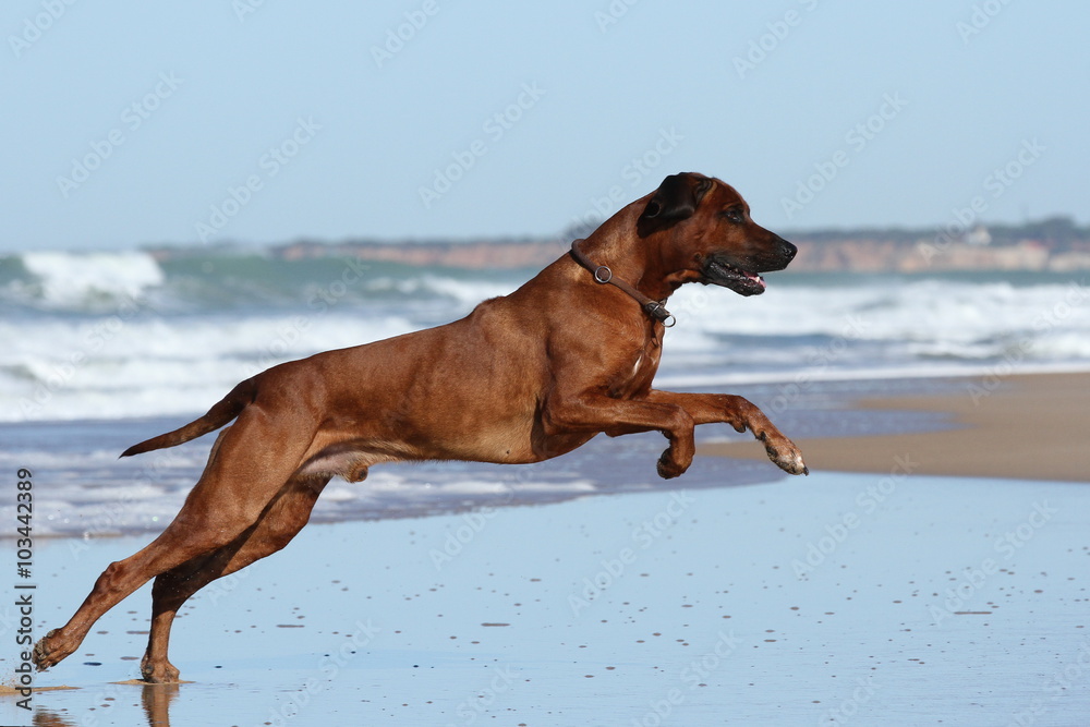 Stock-Foto „Australian Ridgeback in Action am Strand“ | Adobe Stock