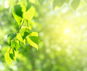 Aufkleber - Spring background with birch branches in the sun