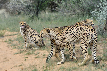 Wall Mural - africa. namibia. cheetahs