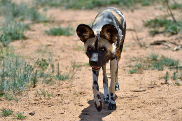 Wall Mural - african wild dog