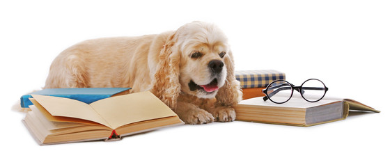 Wall Mural - Dog and books isolated on white