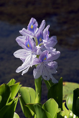 Wall Mural - Aquatic plant water hyacinth