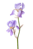 Light lilac flower isolated on a white background. Iris croatica
