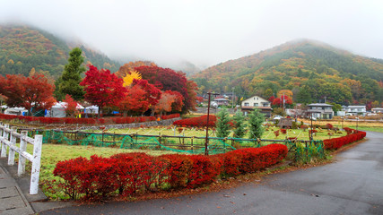 Wall Mural - Autumn foliage at Maple corridor, Kawaguchiko