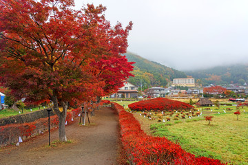 Wall Mural - Autumn foliage at Maple corridor in Kawaguchiko