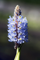 Wall Mural - Aquatic plant pickerelweed