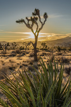 Yucca With Joshua Tree Sun Set Desert Scene