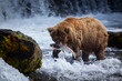 A brown bear sow catches a salmon at the base of Brooks Falls.