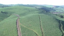 Wide Aerial Of Sugarcane Fields Covering Hills In Kwazulu Natal. There Are Neat Roads Separating The Fields.