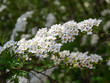 © skymoon13 - bush branch blooming spirea with white flowers